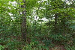 property photo for Springlake Plat 2 Tract 37, 0.2 acres for sale in Miller County, Missouri
