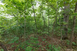 property photo for Springlake Plat 2 Tract 37, 0.2 acres for sale in Miller County, Missouri