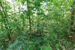 property photo for Springlake Plat 2 Tract 37, 0.2 acres for sale in Miller County, Missouri