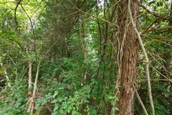 property photo for Springlake Plat 6 Tract 28, 0.19 acres for sale in Miller County, Missouri