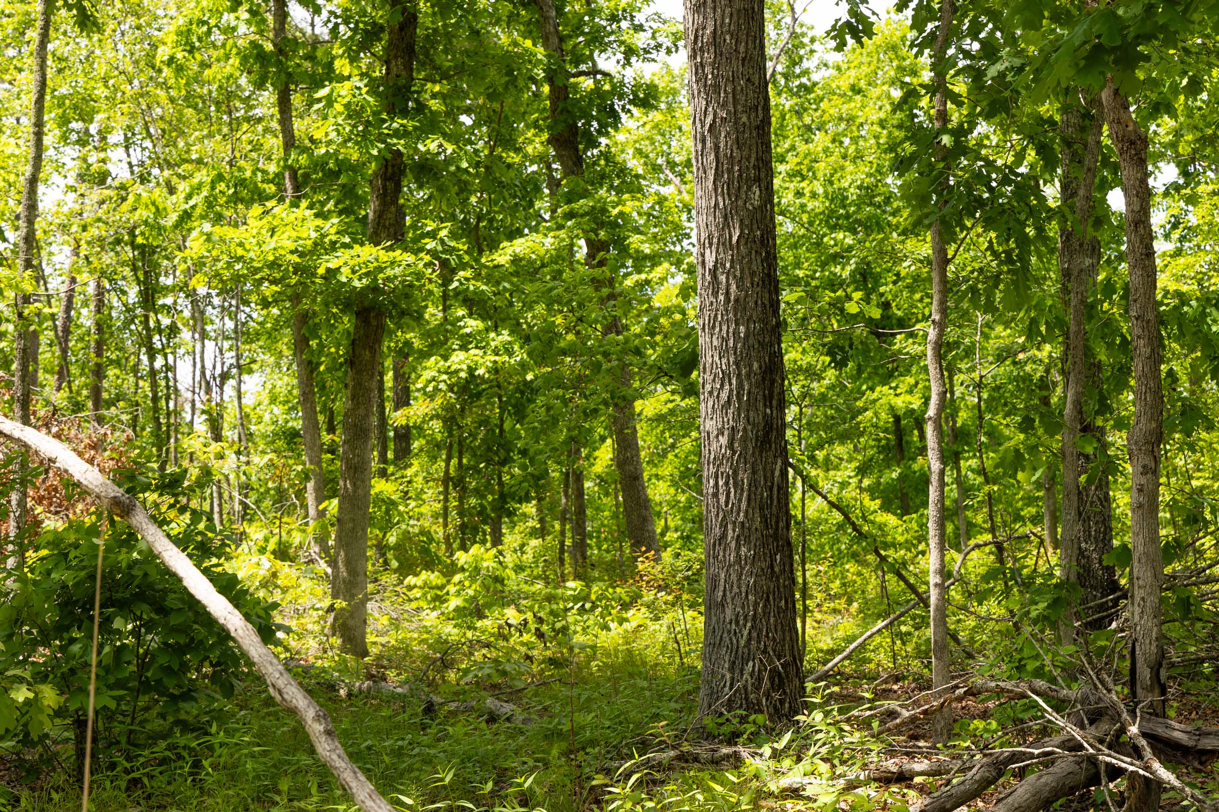Tract 11 at Stardust Estates in Reynolds County, Missouri