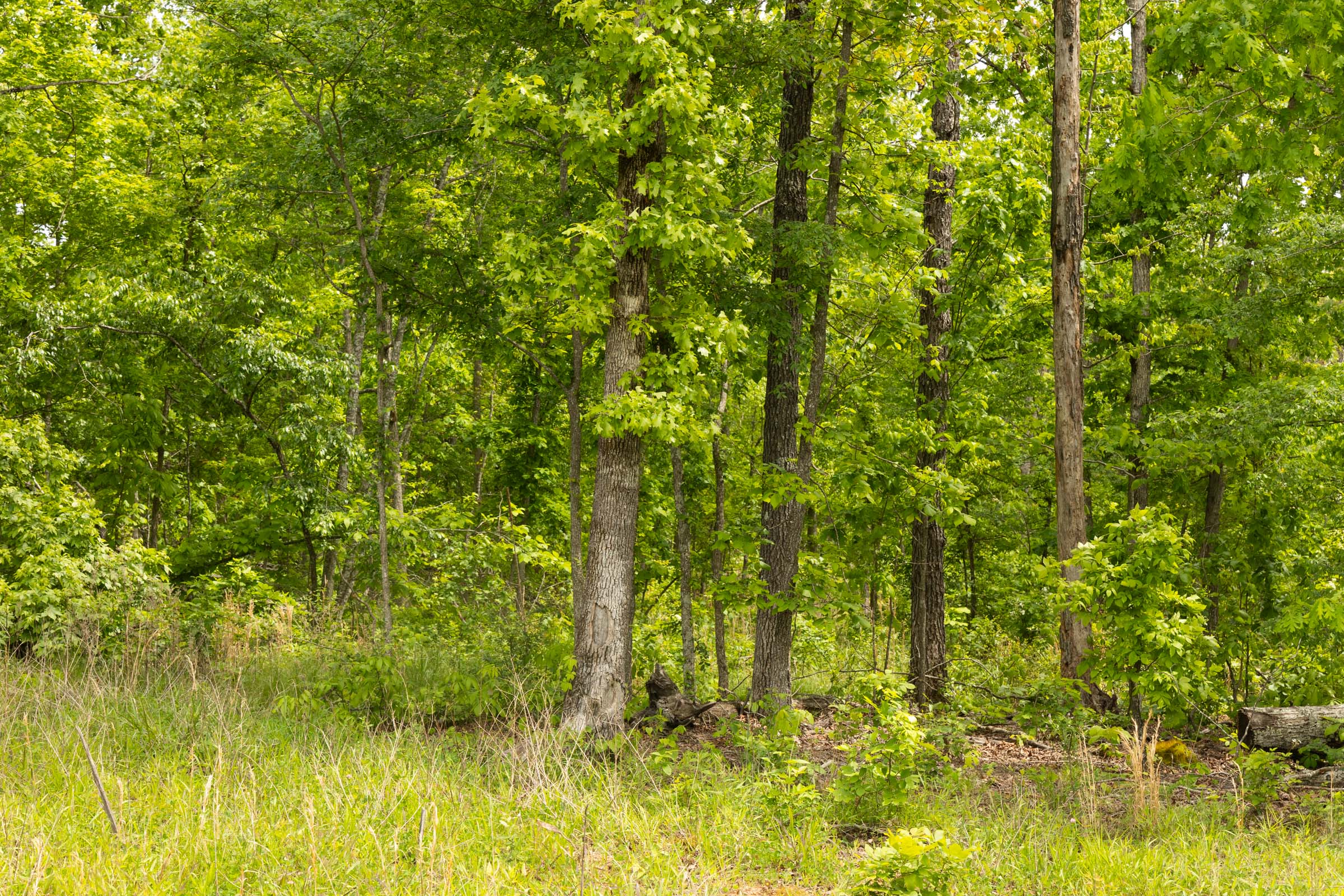 Tract 12 at Stardust Estates in Reynolds County, Missouri