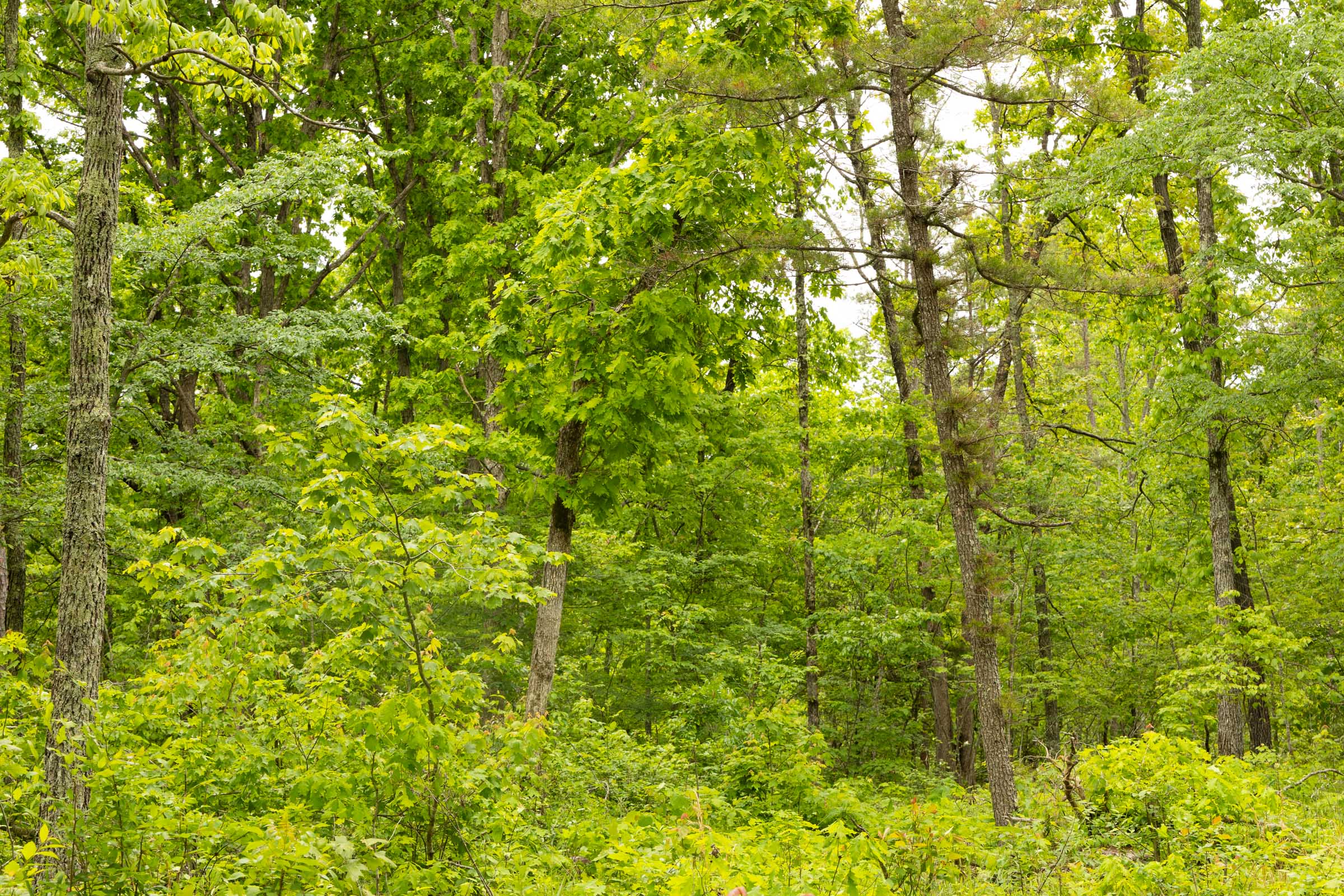 Tract 15 at Stardust Estates in Reynolds County, Missouri
