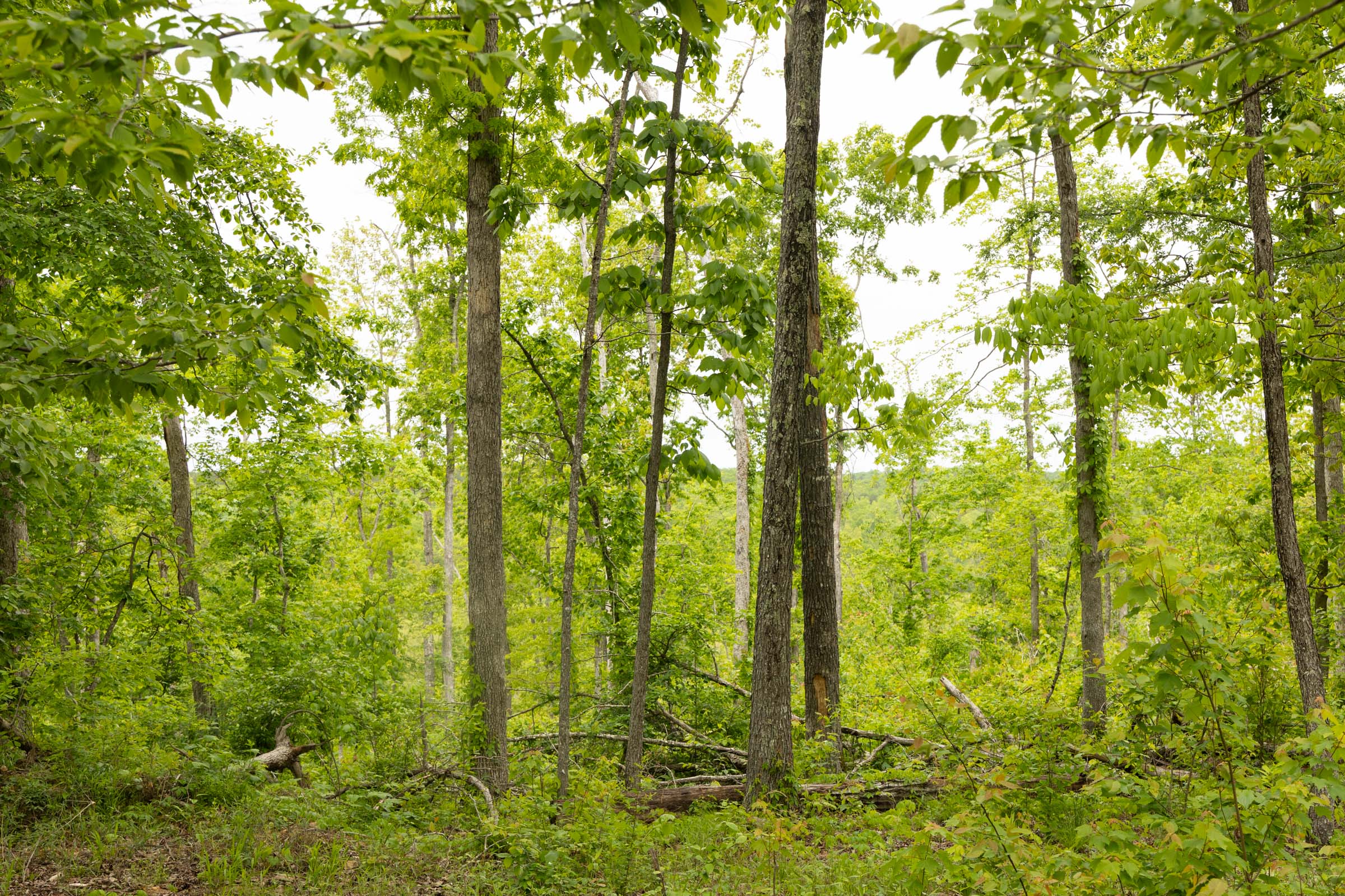 Tract 16 at Stardust Estates in Reynolds County, Missouri
