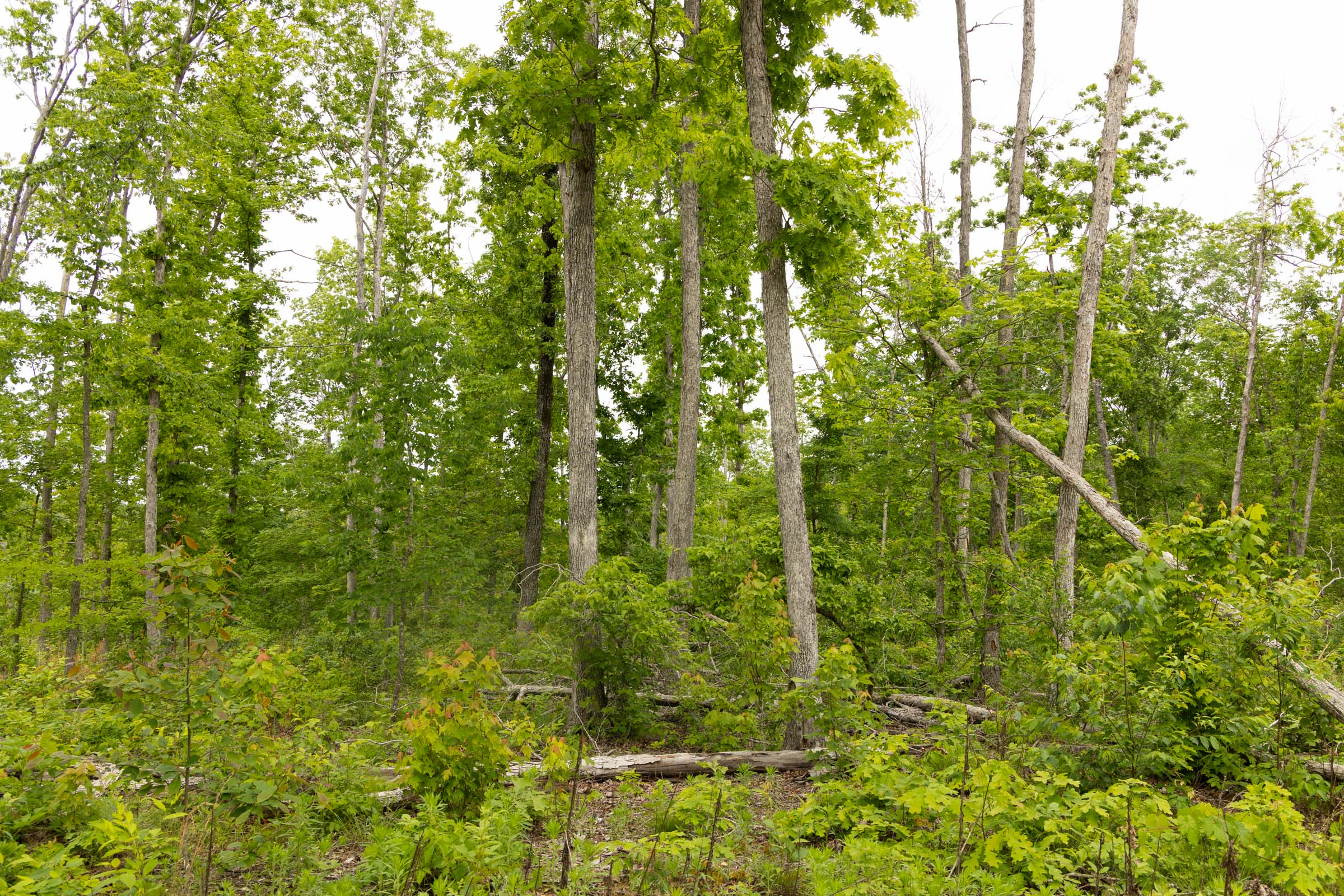 Tract 17 at Stardust Estates in Reynolds County, Missouri