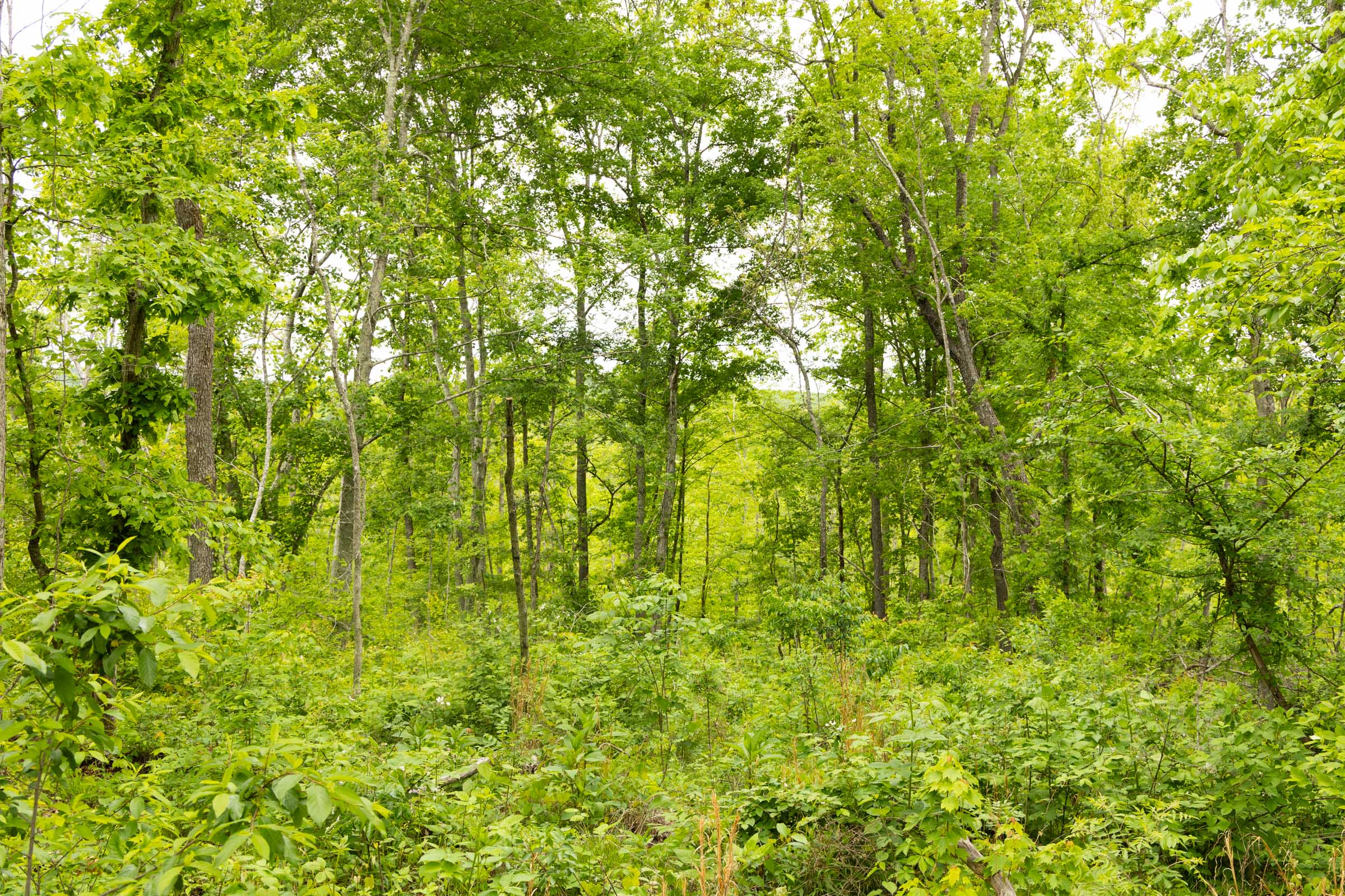 Tract 18 at Stardust Estates in Reynolds County, Missouri