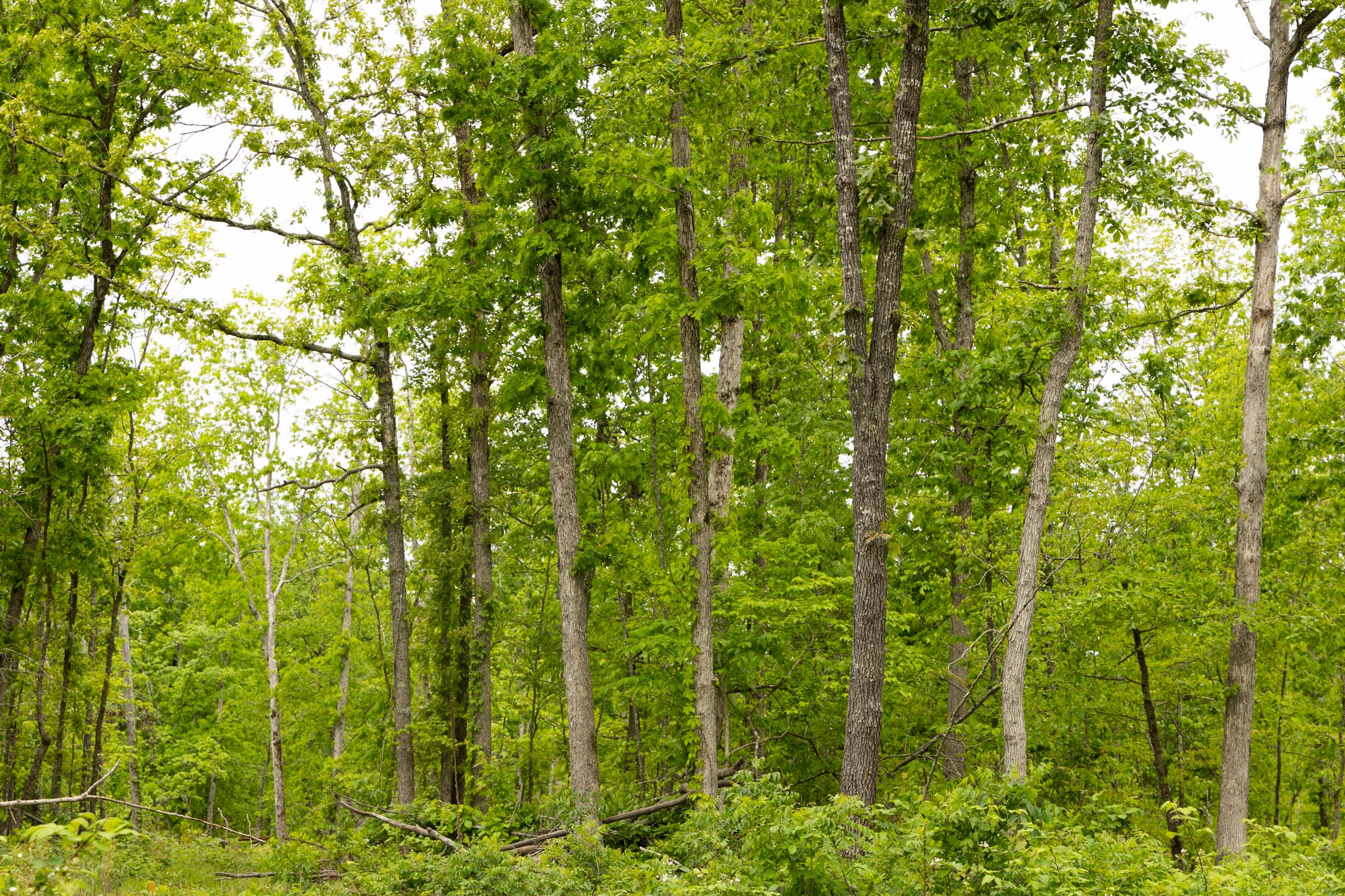 Tract 19 at Stardust Estates in Reynolds County, Missouri