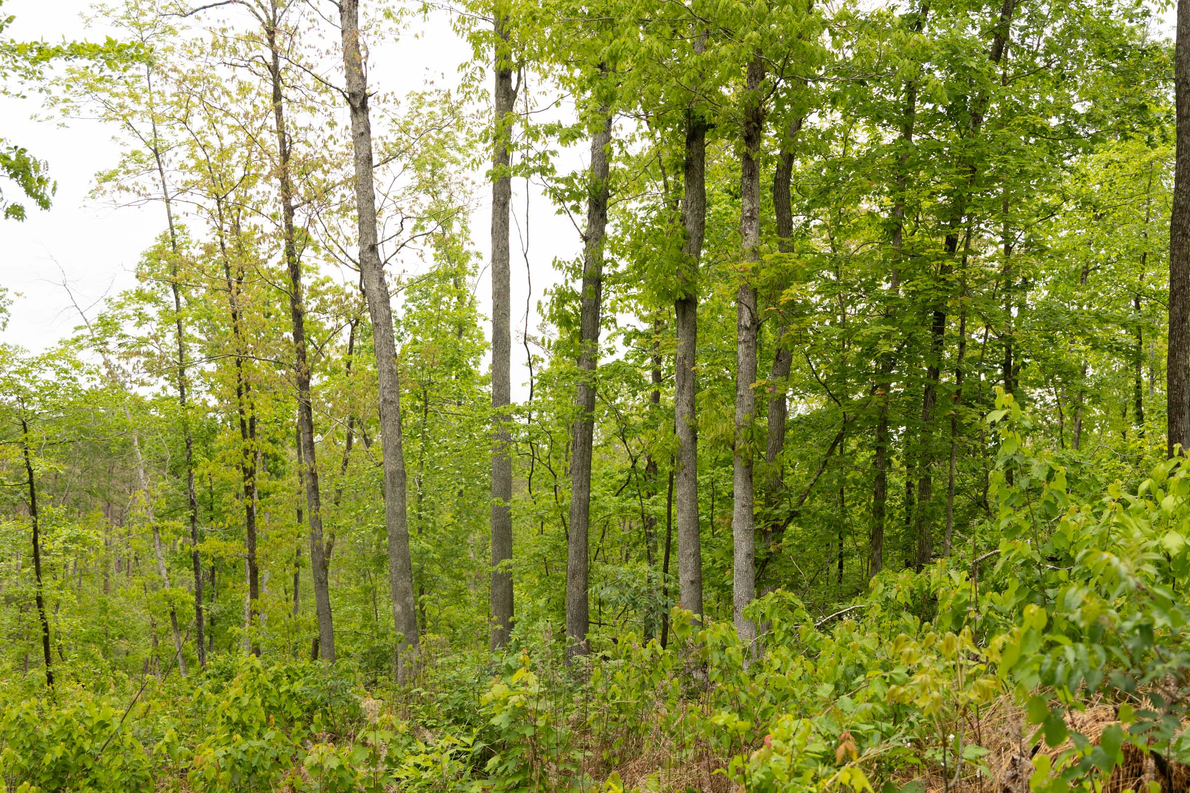 Tract 2 at Stardust Estates in Reynolds County, Missouri
