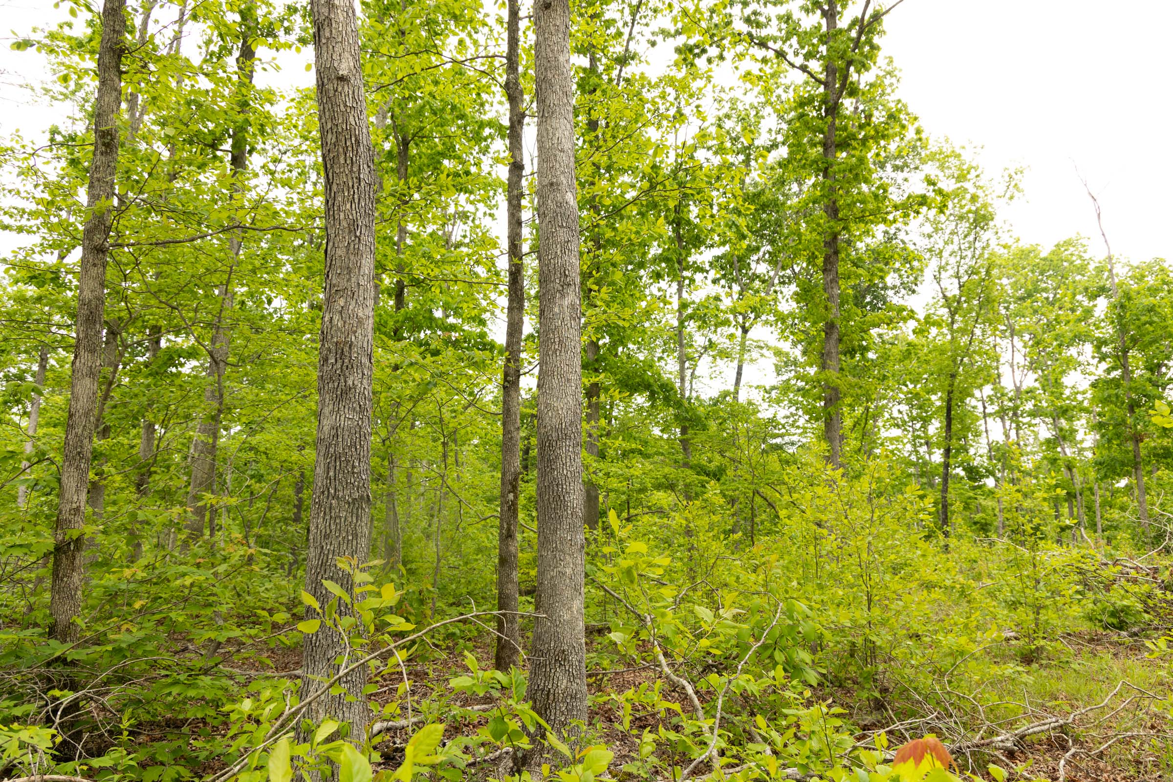 Tract 21 at Stardust Estates in Reynolds County, Missouri
