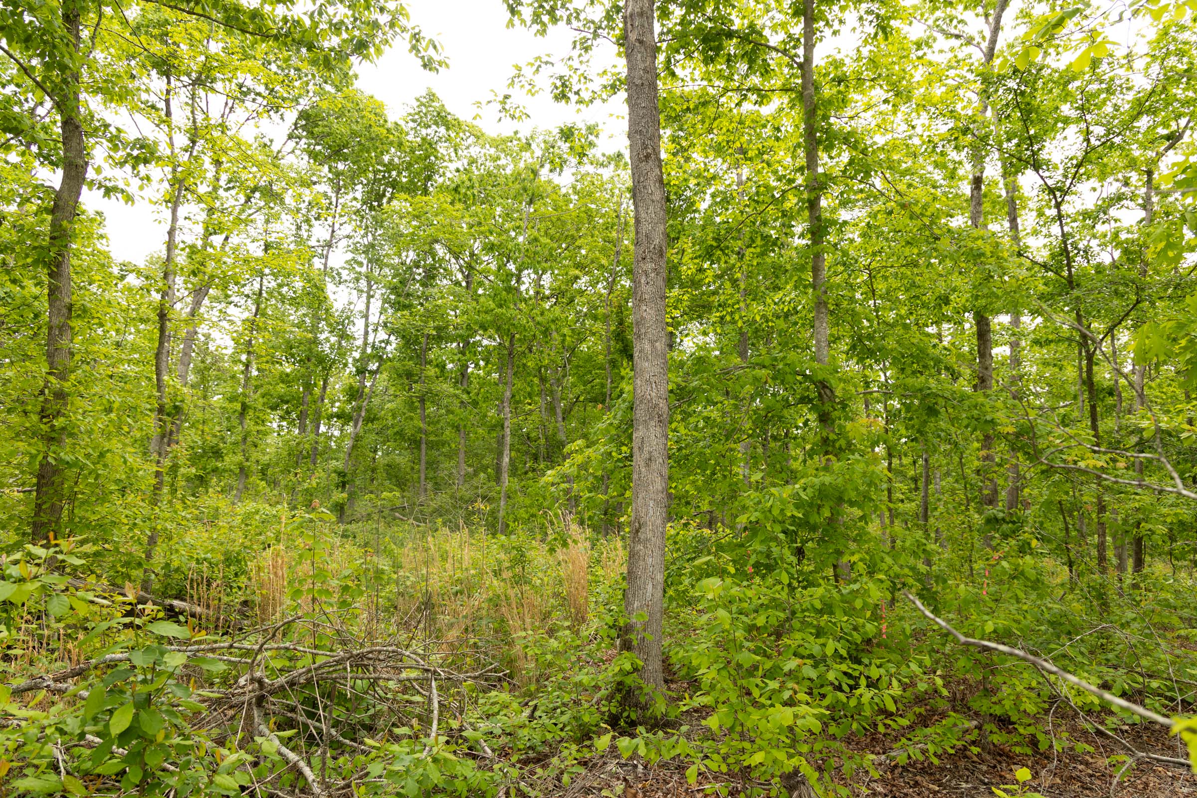 Tract 23 at Stardust Estates in Reynolds County, Missouri