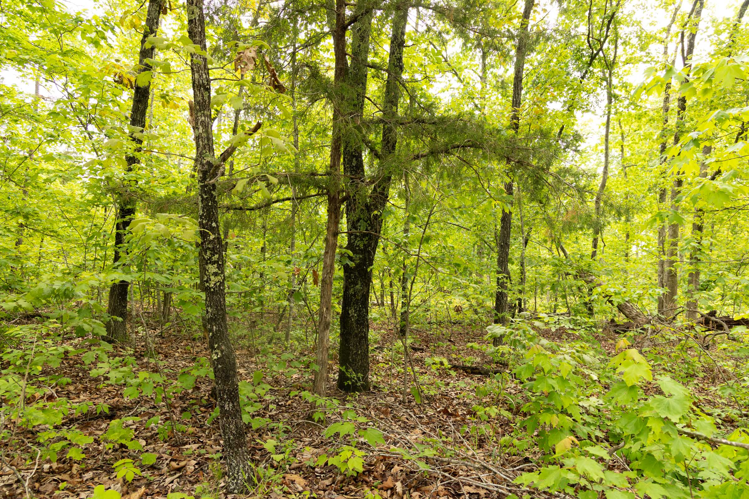 Tract 24 at Stardust Estates in Reynolds County, Missouri