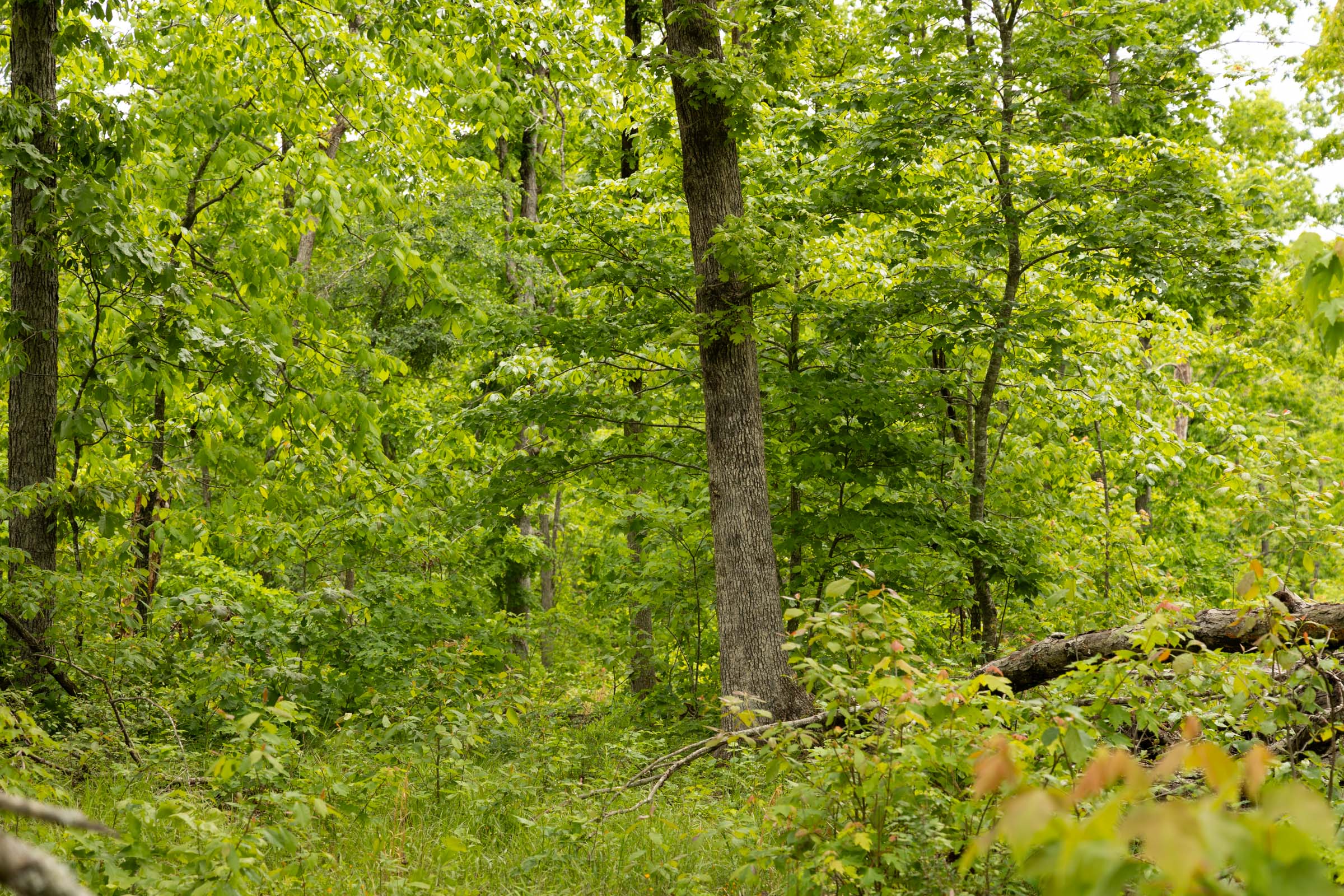 Tract 25 at Stardust Estates in Reynolds County, Missouri