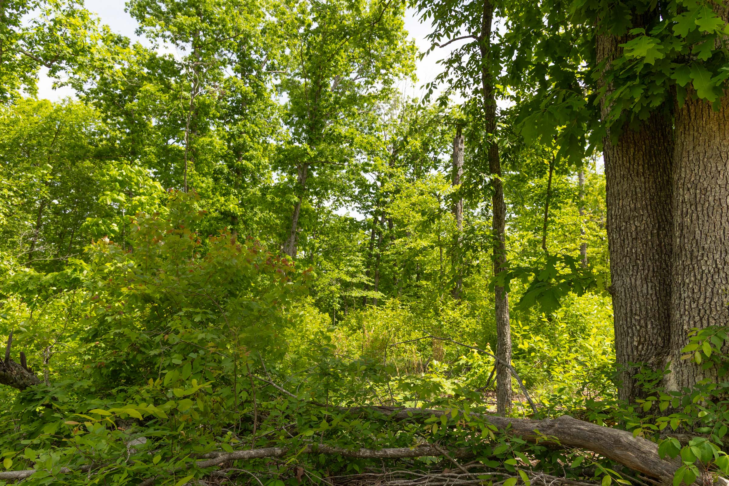 Tract 27 at Stardust Estates in Reynolds County, Missouri