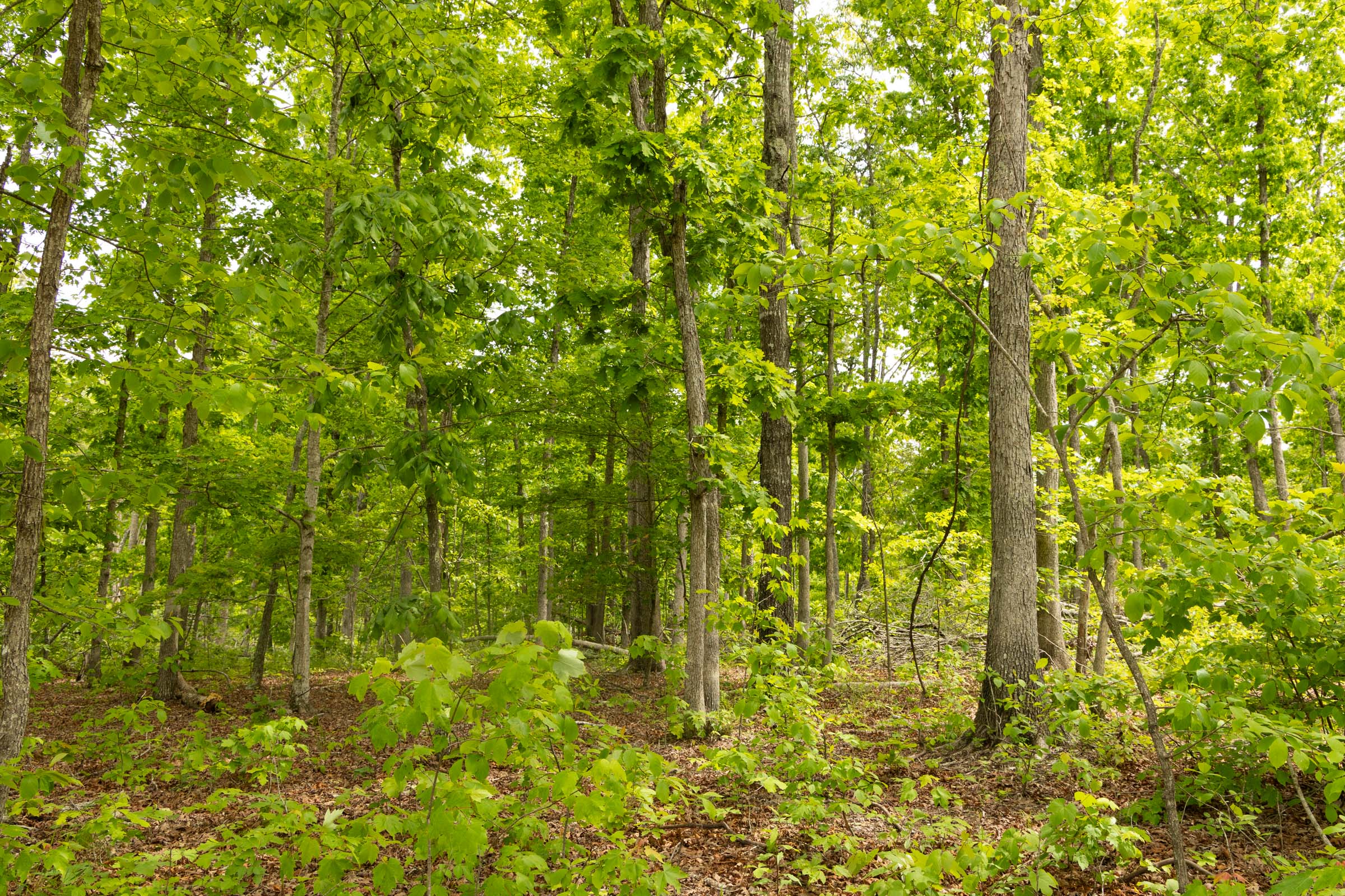 Tract 28 at Stardust Estates in Reynolds County, Missouri
