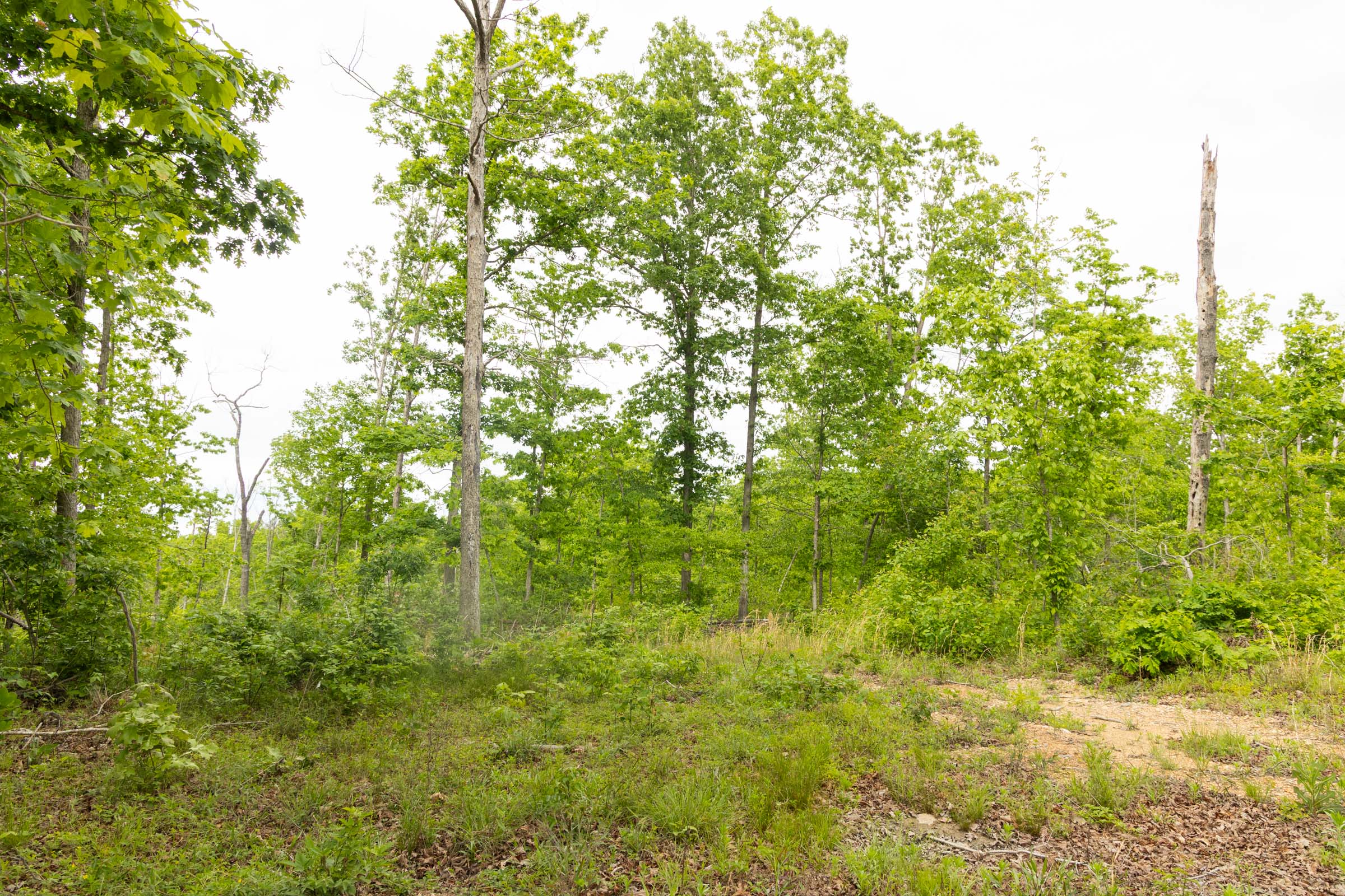 Tract 29 at Stardust Estates in Reynolds County, Missouri