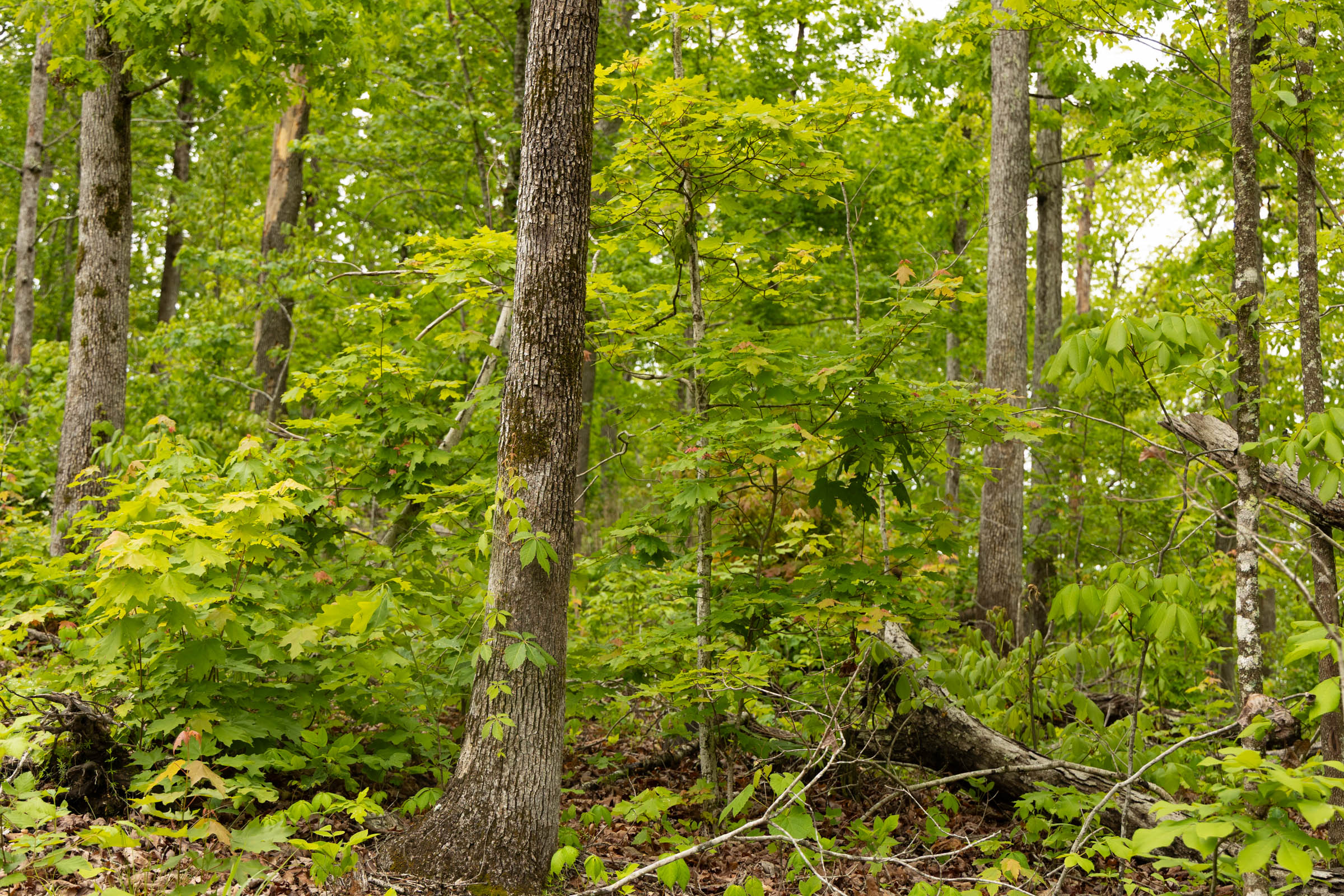 Tract 3 at Stardust Estates in Reynolds County, Missouri