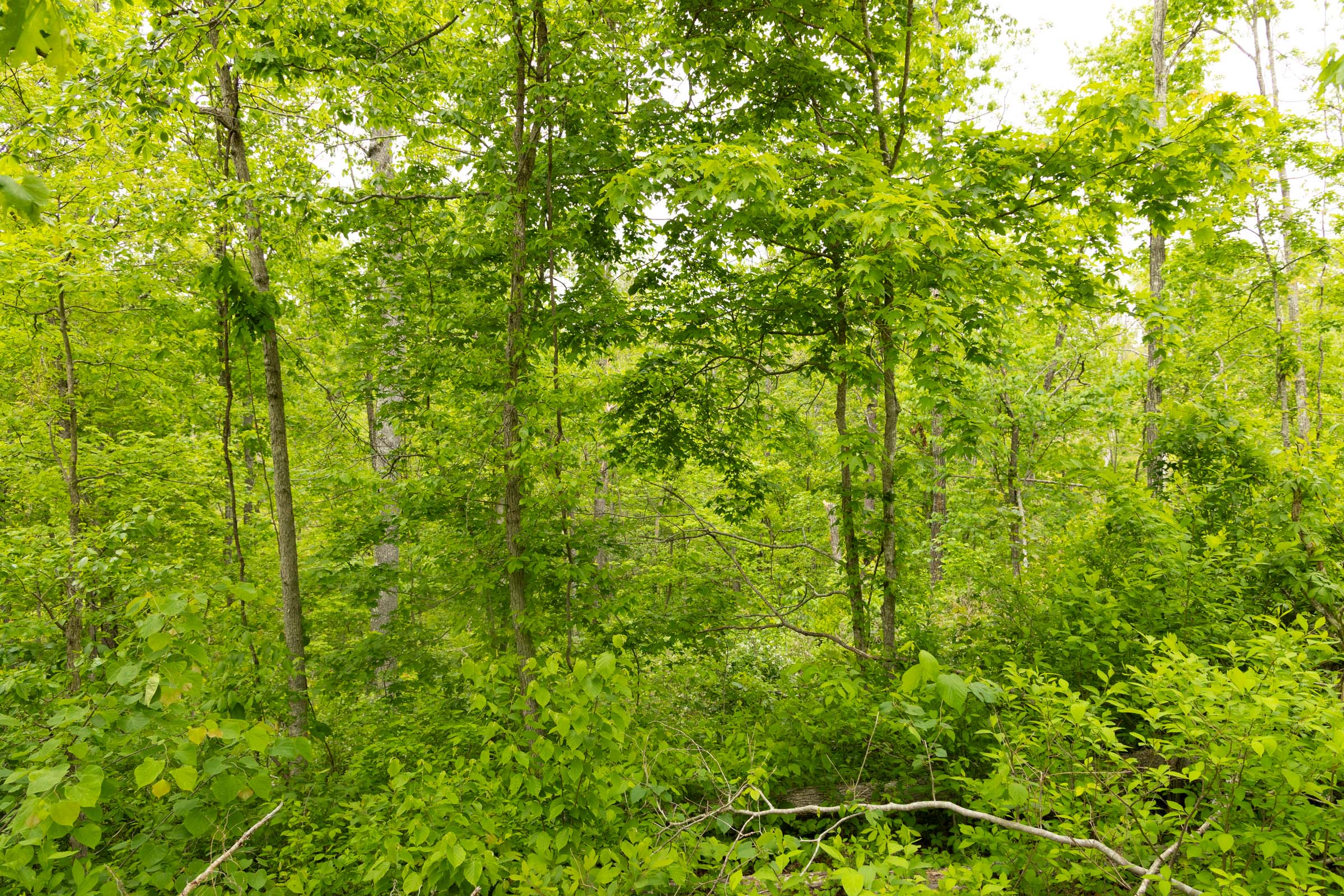 Tract 31 at Stardust Estates in Reynolds County, Missouri