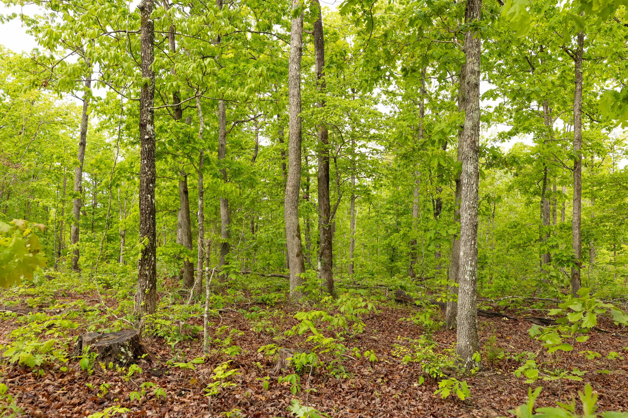 Tract 32 at Stardust Estates in Reynolds County, Missouri