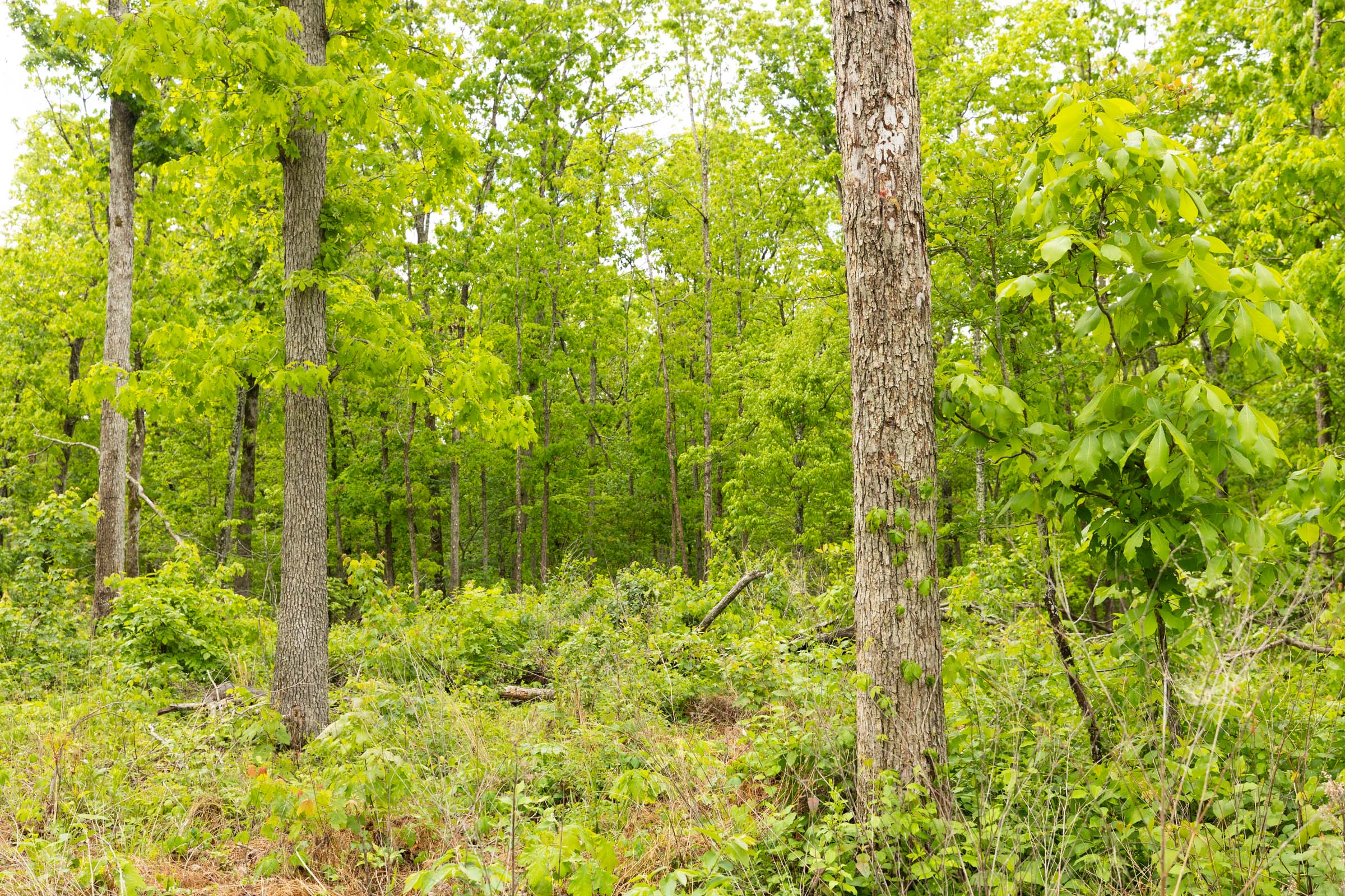 Tract 33 at Stardust Estates in Reynolds County, Missouri