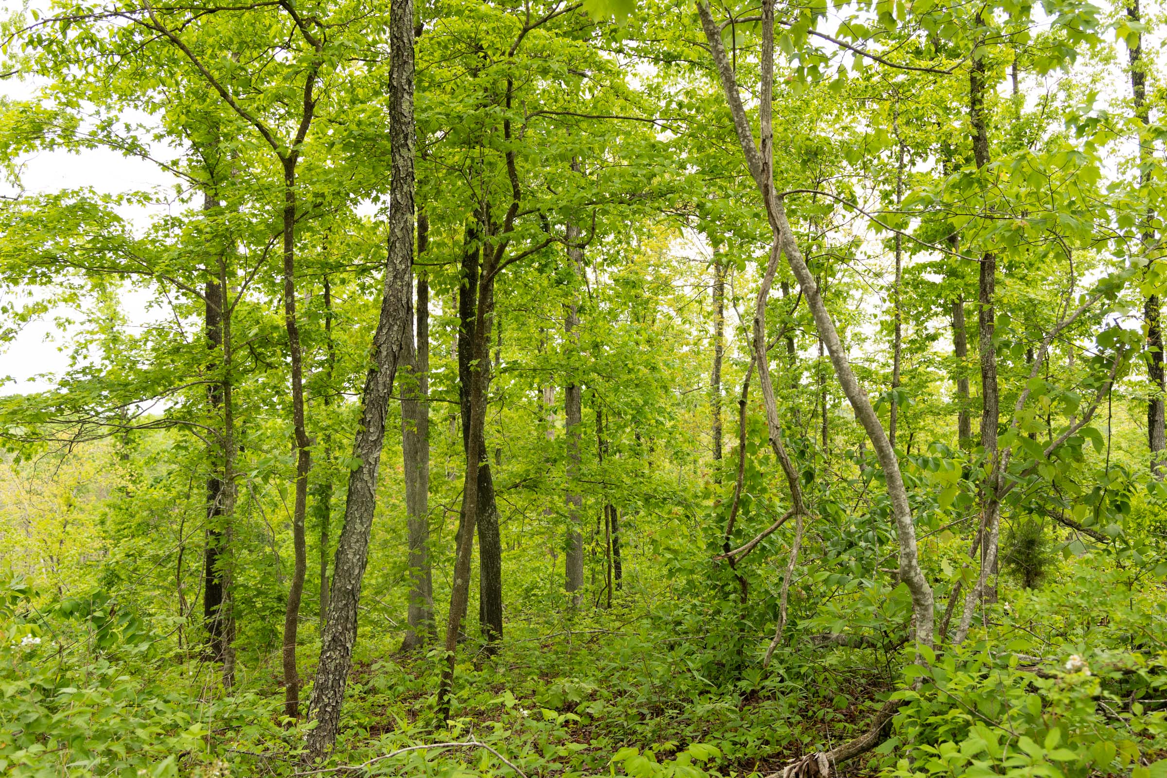 Tract 35 at Stardust Estates in Reynolds County, Missouri