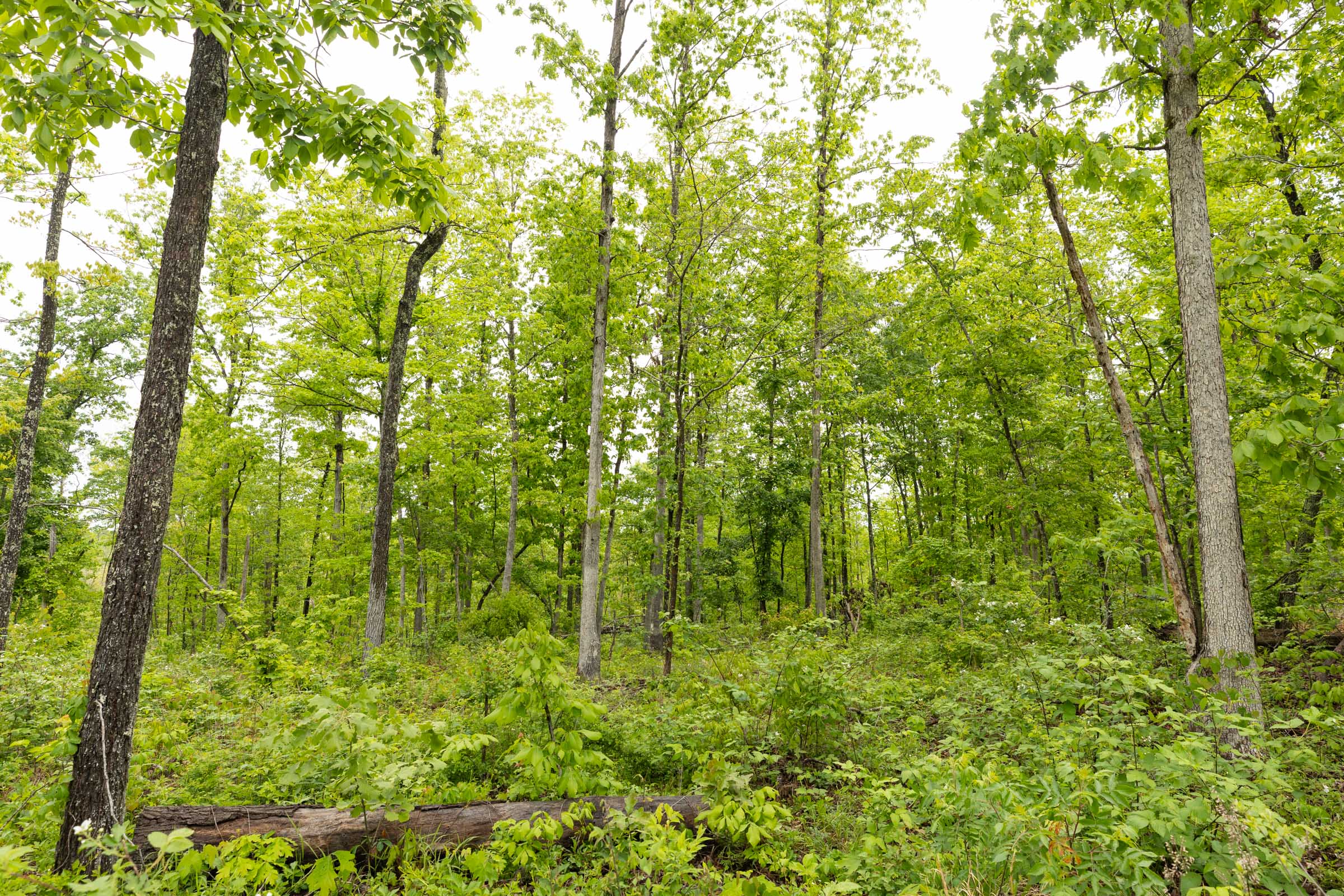 Tract 36 at Stardust Estates in Reynolds County, Missouri