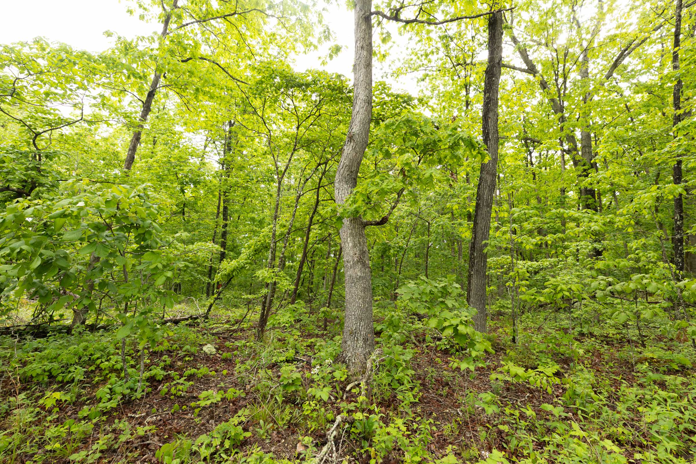Tract 37 at Stardust Estates in Reynolds County, Missouri