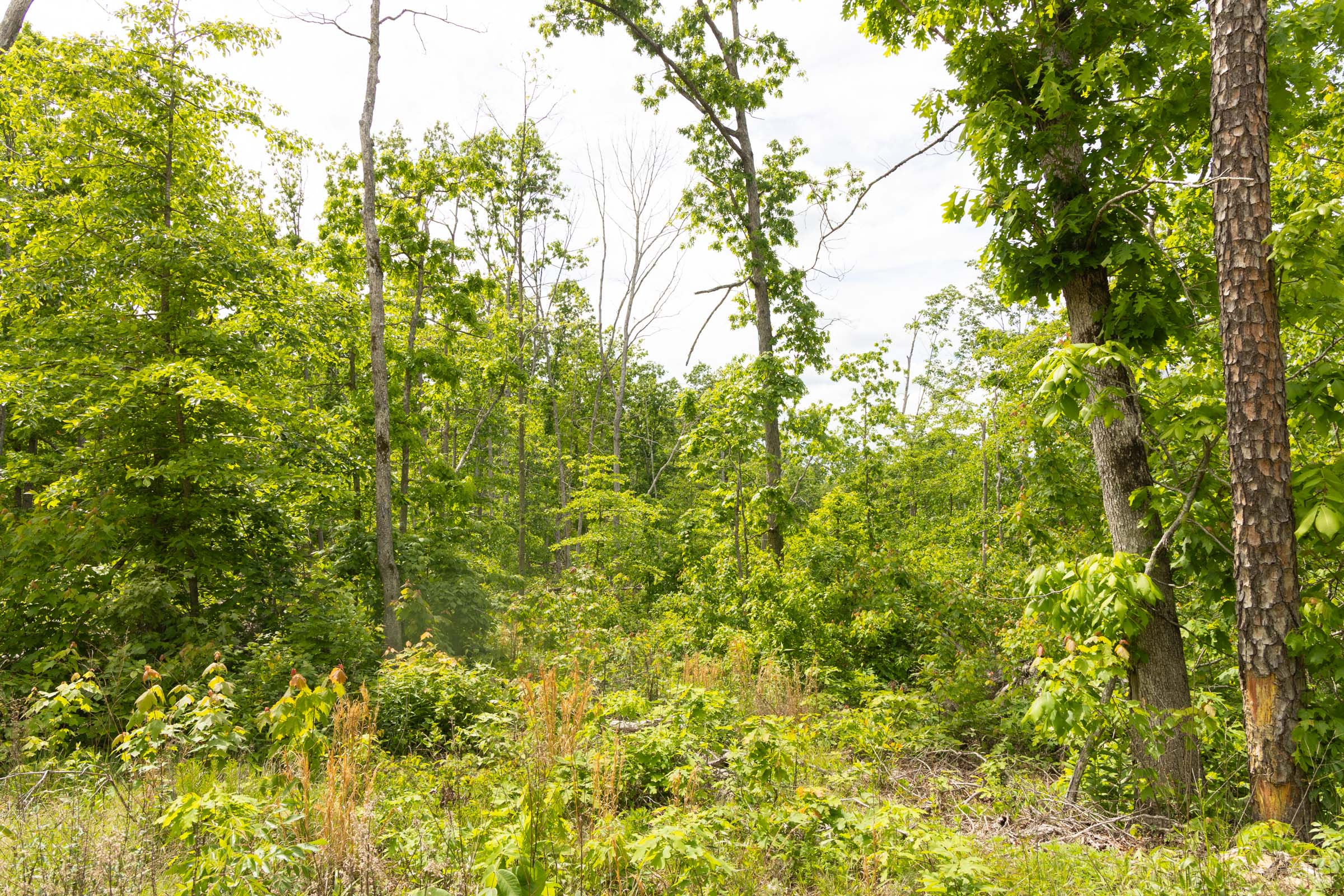 Tract 8 at Stardust Estates in Reynolds County, Missouri